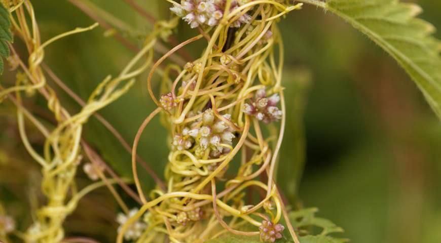 ��������� �������������� ���������� ������� ����������� � ����������� ��������