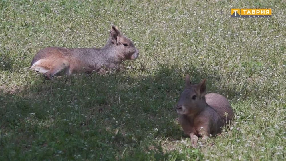 � ���������� ����������� �������-���� ��������� �� ���� ������ �������������