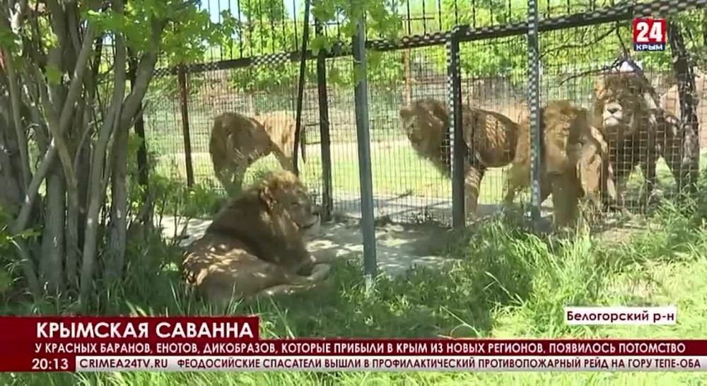 � �������� ������-����� ����-���: � ��������, ������� �������� ������� �� ����� �������� ��, ��������� ���������