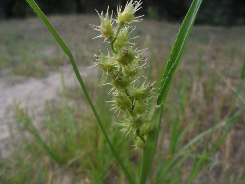 ��������� �������������� ���������� ������� ����������� � ����������� ��������