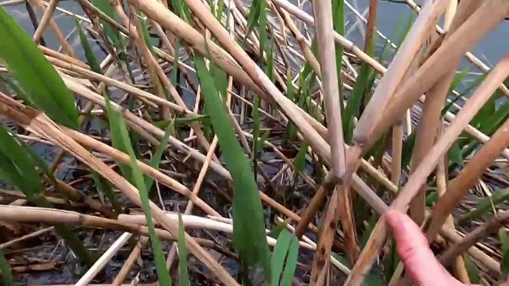 � ���������� ��������-������� ������ ����� ��� �������������� ��� ����������� �� ������������ ���������� ������� ������� ������ �� ���������