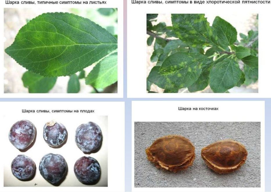 ��������� �������������� ���������� ������� ����������� � ����������� �����������