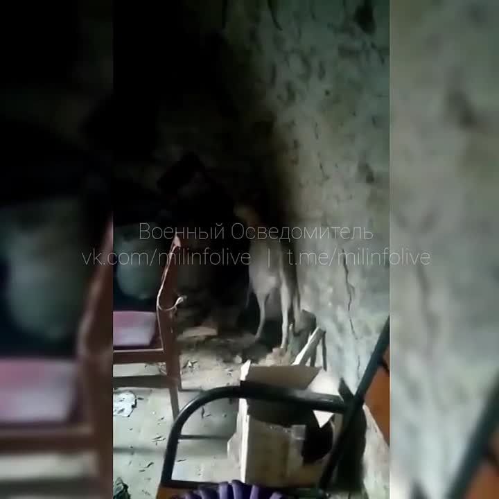 ����������� ����������� ����������� �� ����������