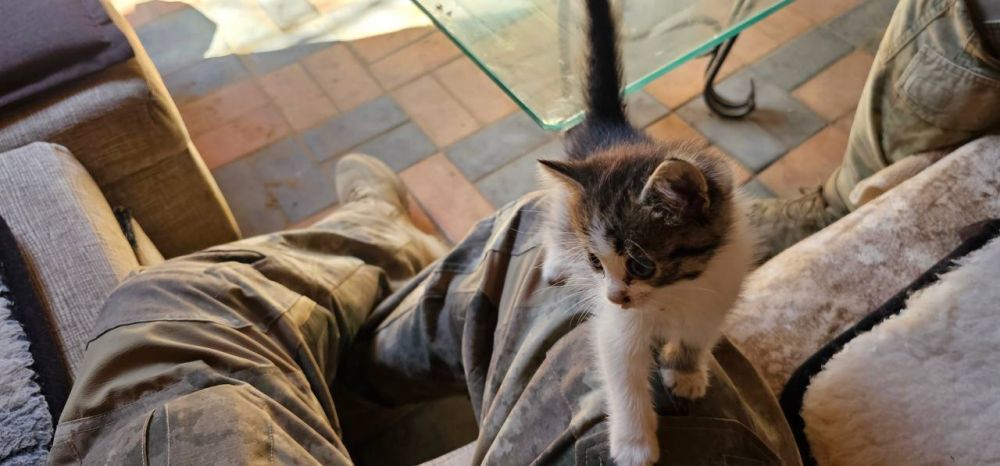 ���� ������: ������ '�����' ����� � �������� ������ ��������, ������� ����� � ������� ��������� �� ���� � ������������ ��������� ������� ���. ������ ��� ������� ���� �� ������� ������� � �����������