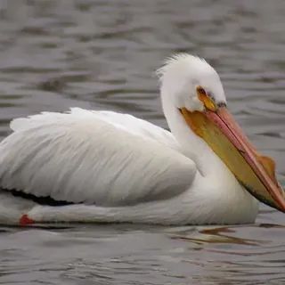 ����� ��������� ����������� � ����� ��������� ������� ���� ���������