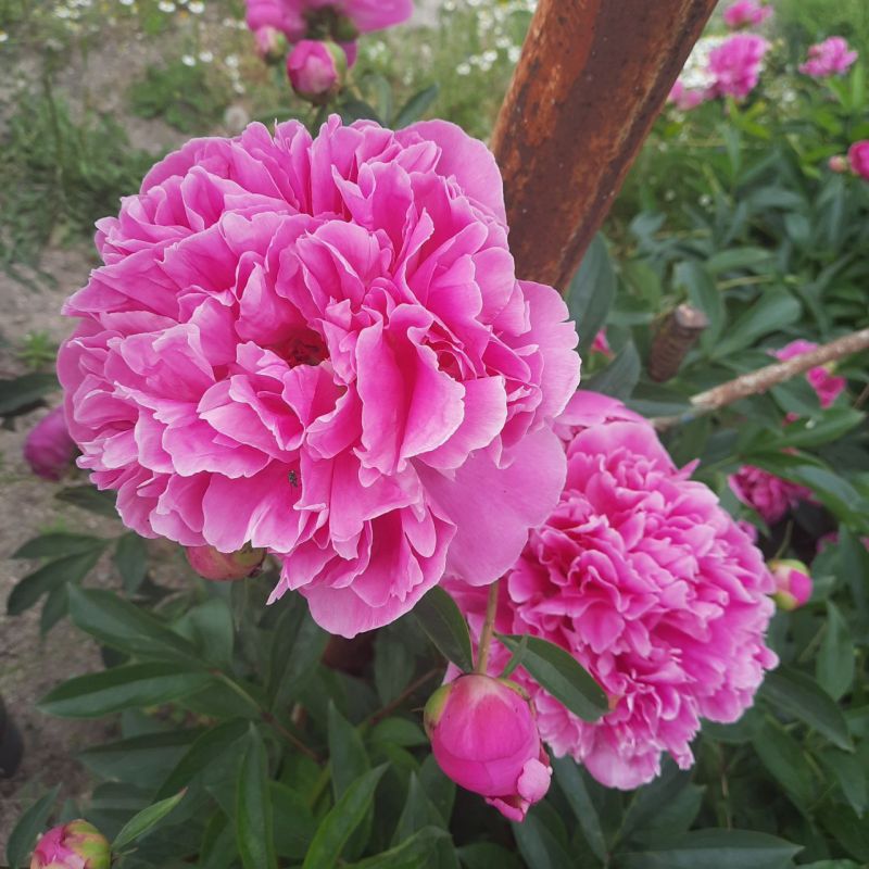 ��� ������ ���� ������� ������� � �����