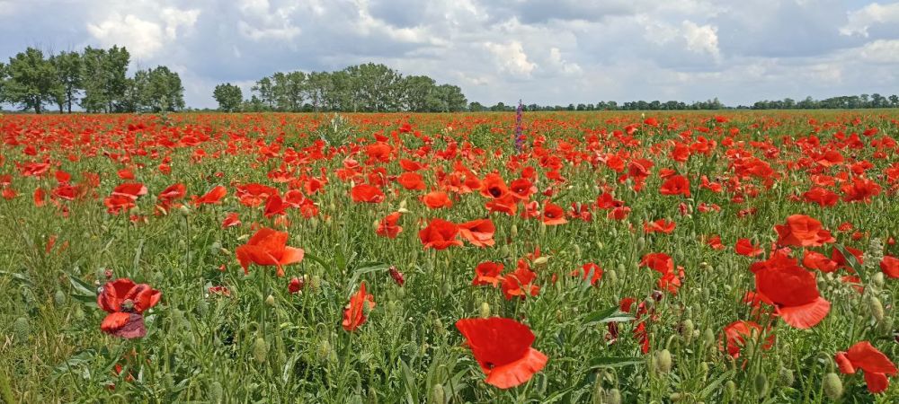 � ������ �����, �����������!