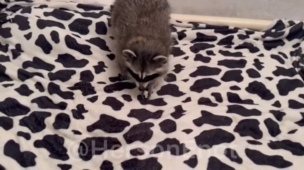 ���� �� �������: ���, ���� �����!. � � ���� �� ������ �������, ���� ������� � ������� ����� ������. ��������, ���� ��������� ��� �� ����� �� ������� � �������� �����