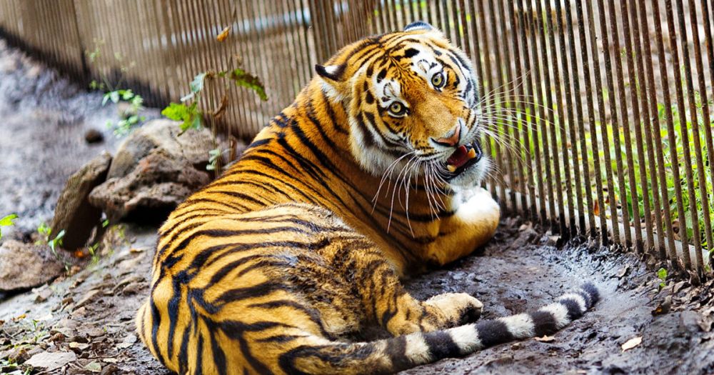 � ���������� ������� � ������� ������� �������� ������������ ���������� �������-����