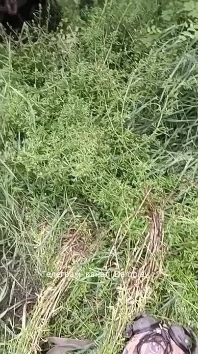 ������ �������: ���������� ���������������� VAB (44), ������������ �� ������� � �������� ������� ������ ����� "�������������" �� ���������� �����������