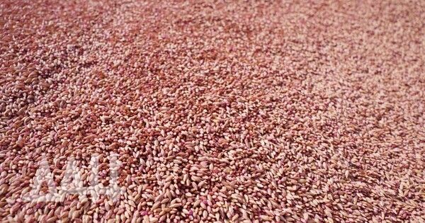 �������� ����������� ��������� ����������� ������������ ������������ ����� ��� �������������