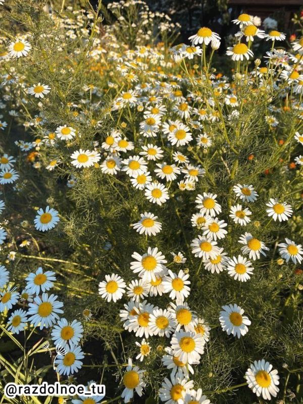 ���� ������, ����������!