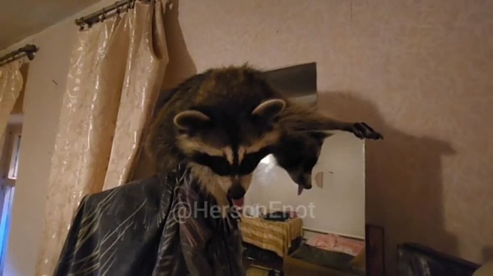 ���� �� �������: ���, ������! ���� �����!