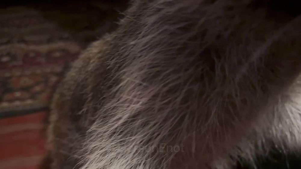 ���� �� �������: ������, ���� ������� ���� � ������� ��������