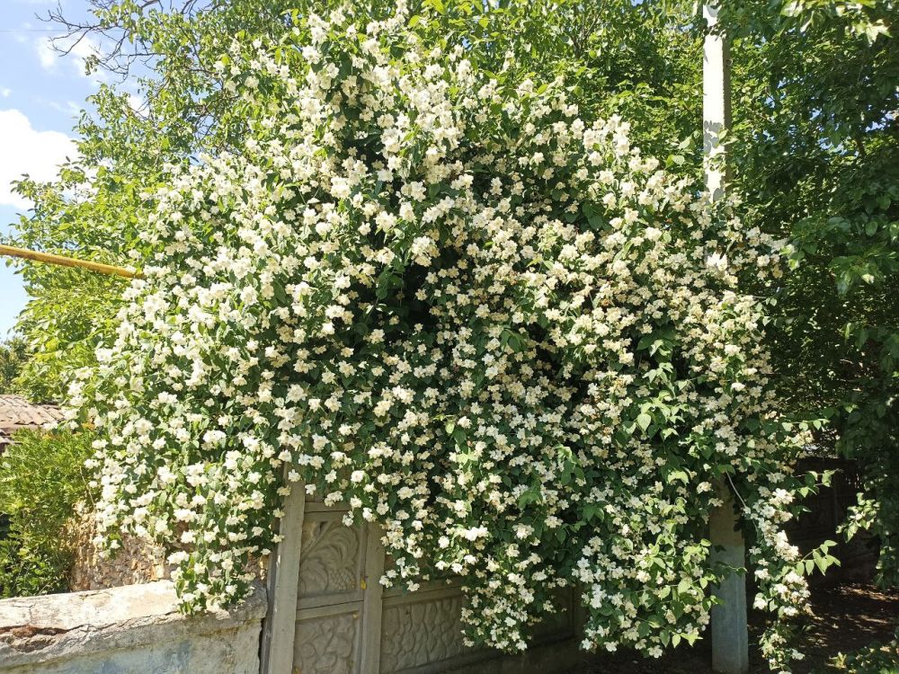 � ����������� ������ ������