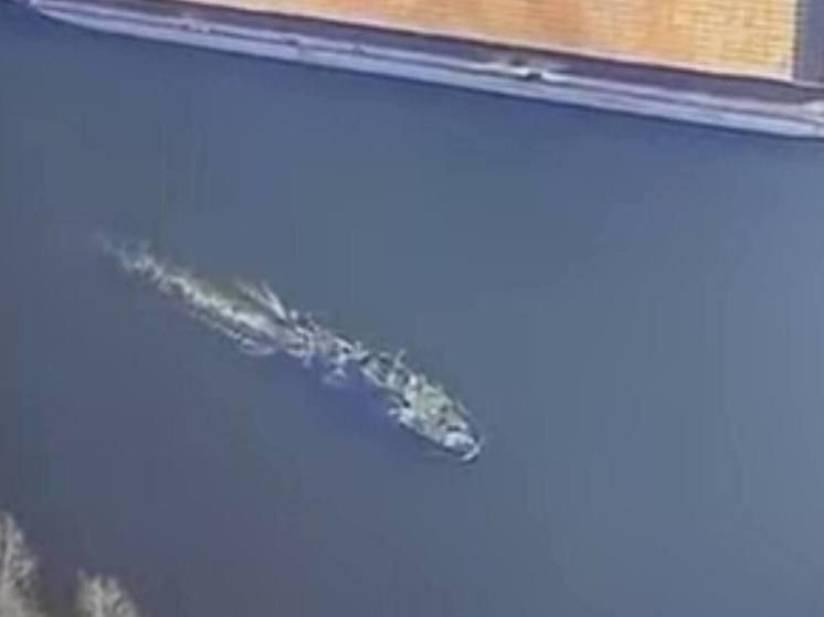 ��������: ���������� ������� �������� ������� ��� ����������� �����