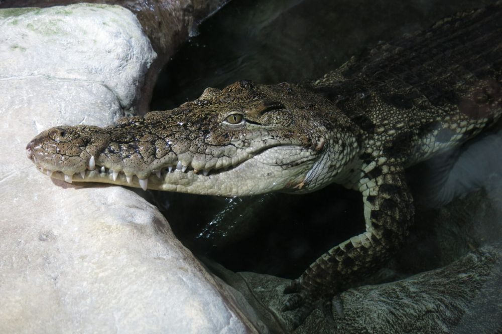 � ����� ������� ���������� ���� � ������ �������� ������������ ���������