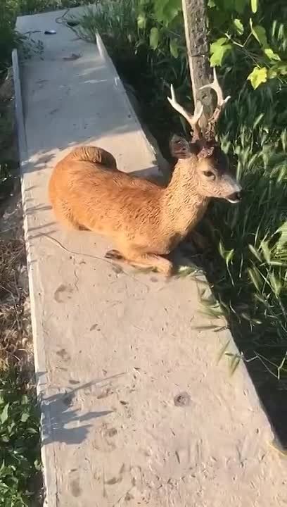 ������ ��������: ������ ����. ������ ��������. ����� �������. ������� ����� ��� �����