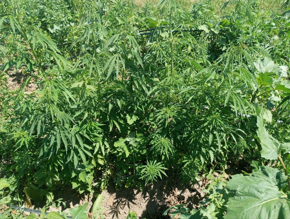 � ���������� ������� ����������� ������ � �������� ���� 187 ������ ������� � 145 ������ ��������