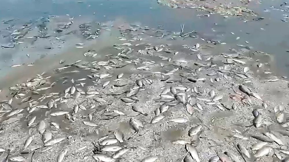 ��� ������ ��������� ������ ������������ �� ����������� ������� �� ����� ��������� ���