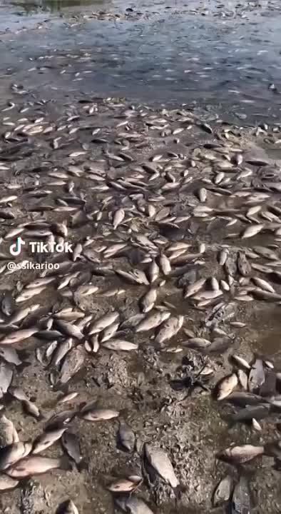 ������ ����������: ������� ���������� ���������������� �������, �������� ��� ����, ������� ���������� ����� �� �����