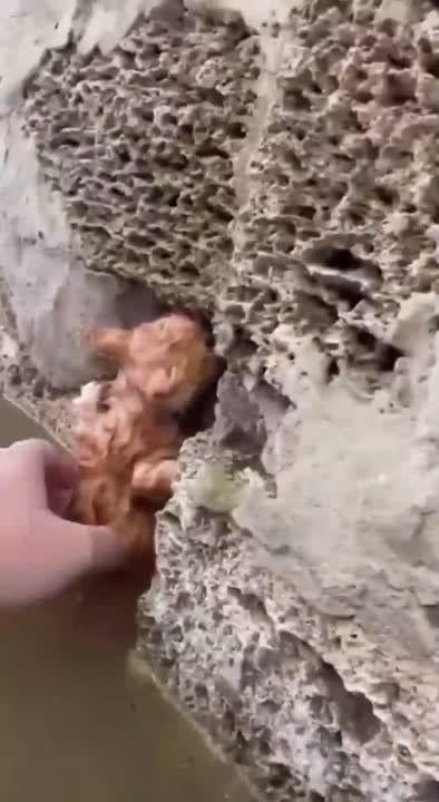 ����� �� ��������: ��������, ��� ������ ������ �� ����� �� ����������� ���� �������