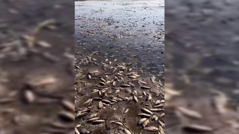 Посол РФ в ФРГ ответил на фейки о причастности России к подрыву Каховской ГЭС