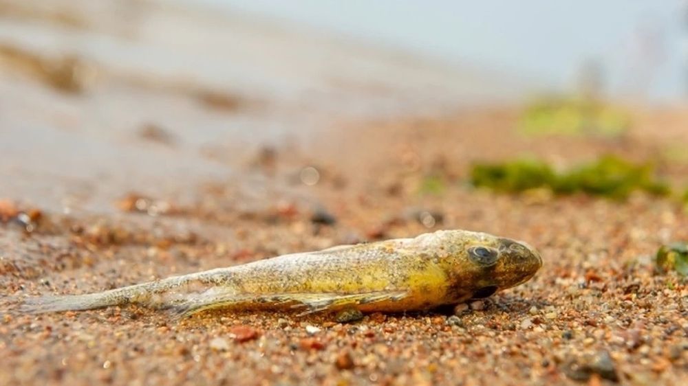 � ���������������� ������� �������� � �������� ������ ���� ����� �� �� ��������� ���