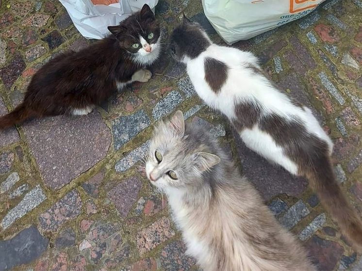 ����� ����� ������� ������, ��� � �������� �� ���� ��������