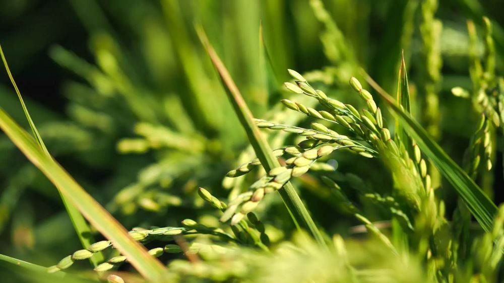 �������� ��������� ������������ ��� �������