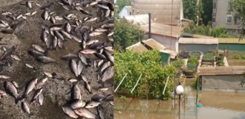 �������������� ���� ������������ ���������, ���������� ������