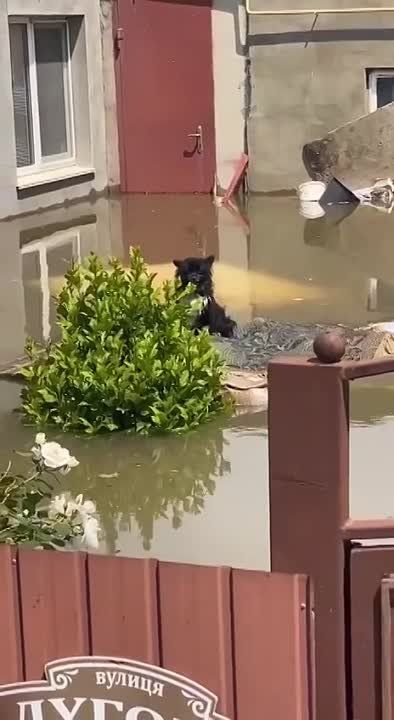 "������ � ���� �� ����� ������, �������": ������������ ����� �������� ������ �� ������������ ����� � ���������� �������