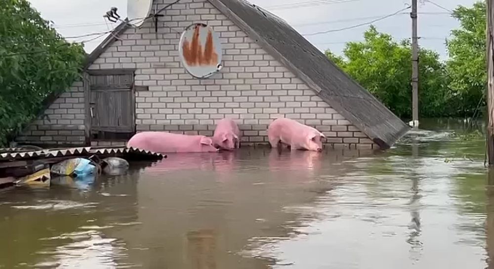 � ��� ���� �������� �����..