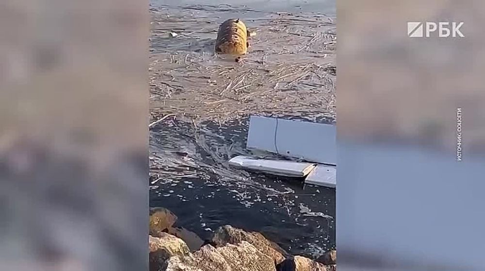 �� ��������� ������� ���� ����� ������ ������� ���� �� ����� ������� ���������� �������, ������� ���������� ��-�� ���������� ����� ���������� ��������� ���. � ��������� ������� ������, ������������ � ���� ����� �����