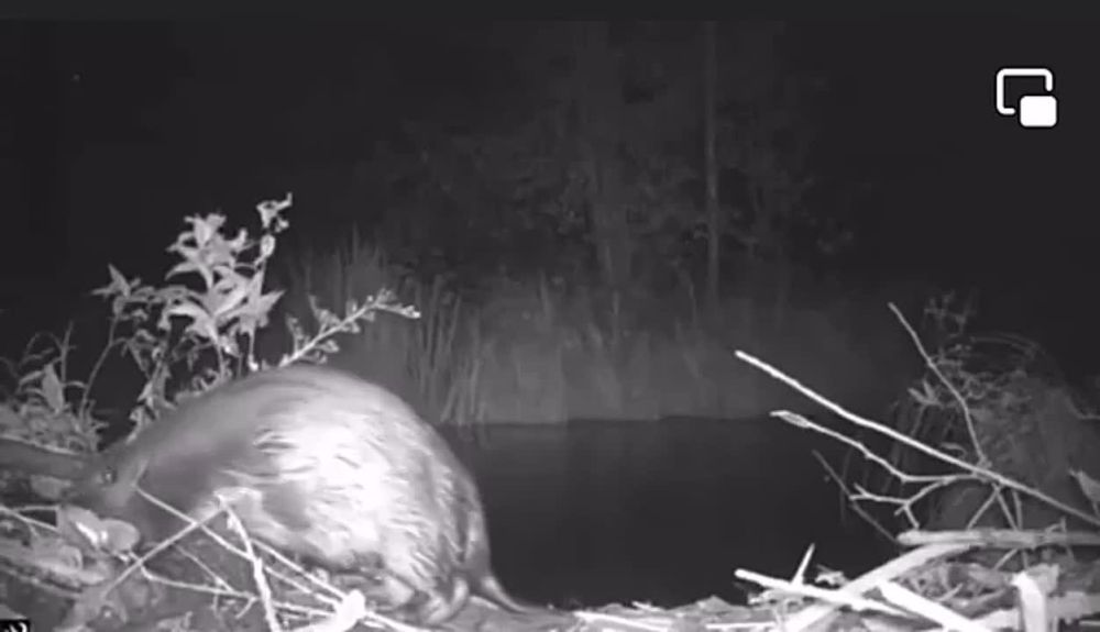 ��������, ��� ���������-����������� ������ ��������������� ������� �� ��������� ���