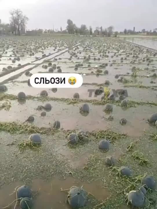 ���������� ����� � ��������, ��������� �����������