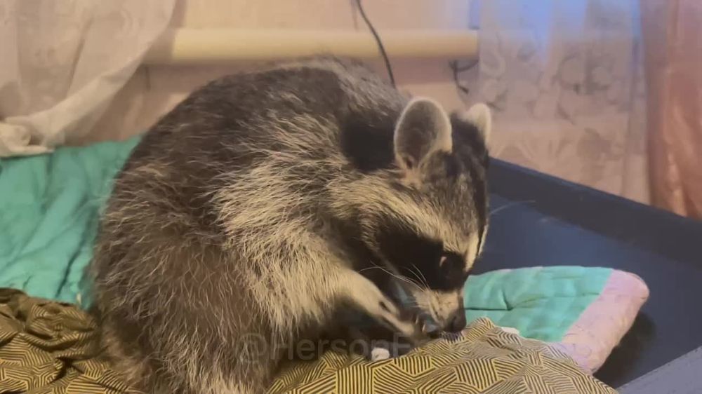 ���� �� �������: ���� ��� ��� � ���� ������ ������, � ��������� ����!