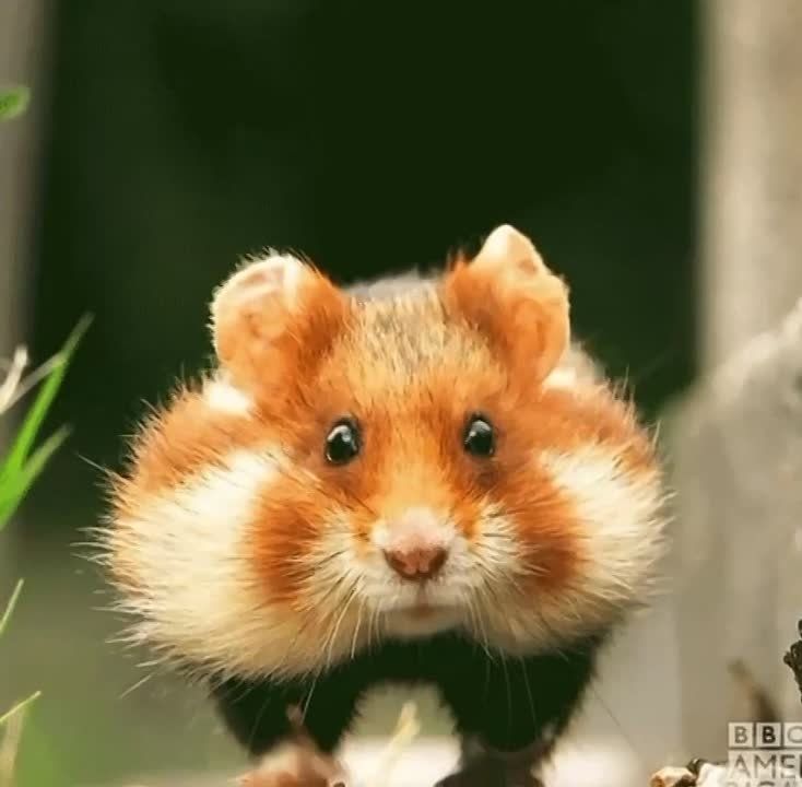 ������ � ��� �� ���� ���, ����� ����������� �� ������