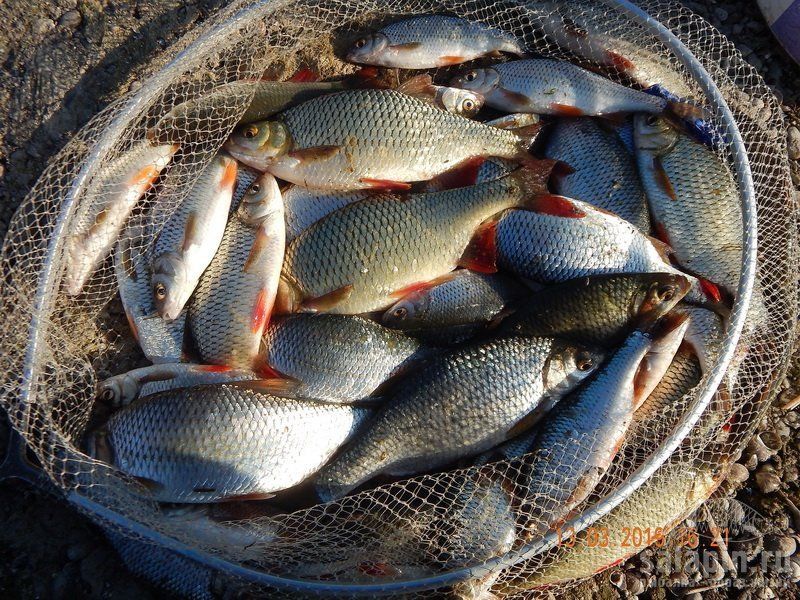 � ���������� ������� ����� ������� ������� ���������������� ��������