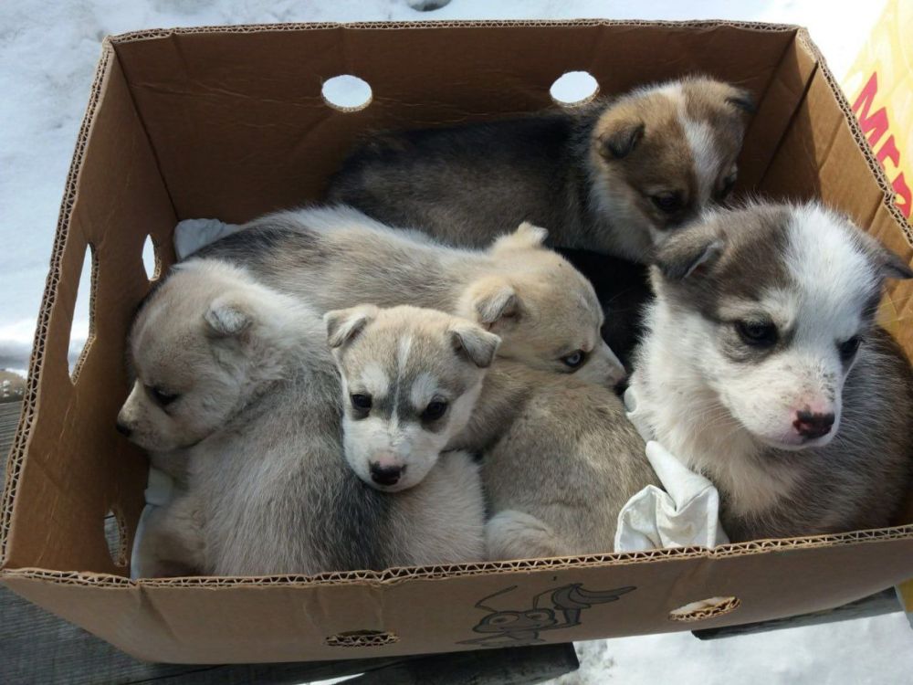 ����� �������� ����� � ������� �� 200 000 ������ �� ��������� ���� ��������� � ���������, � ����� �� 30 000 ������ �� ����������� ��������