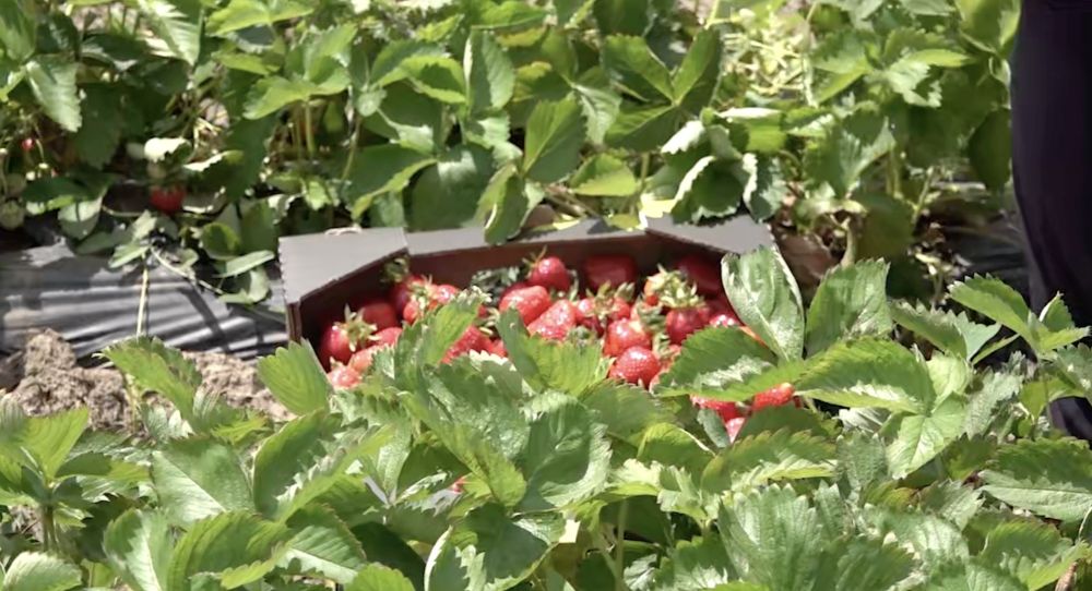 � ���������� ������� ����� ����� «�������� ��������» ��� ��������� ������ � �������