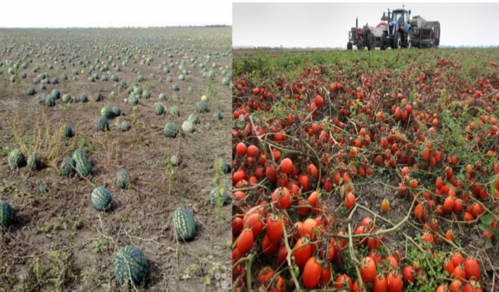 ������� ������� ������ ���������� �������� �������� - ������ ����������� ������� ��� ��������� �����