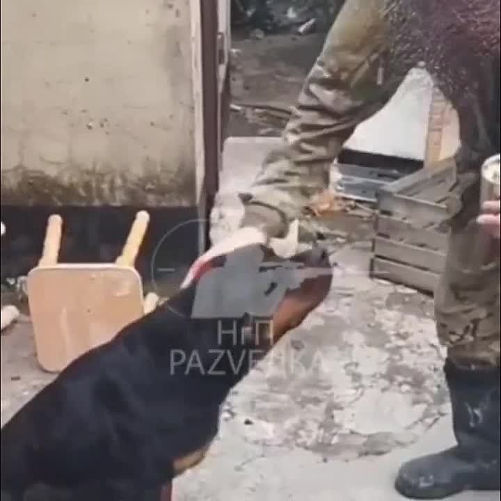 ����� ������ ���������� ���������