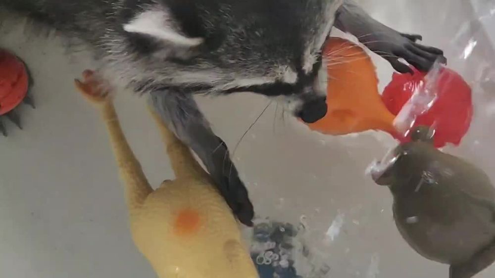 ���� �� �������: ������, ������� ���� � �������� ���!