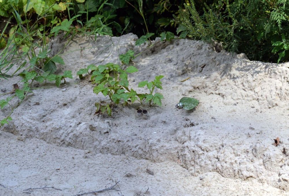 � ������� �� ���� "��������" ����������� �������