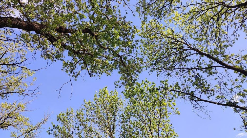 ������ ������� �� 19 ���� � �������: ��������� ���������������� ����, ������������ �������� �� �������