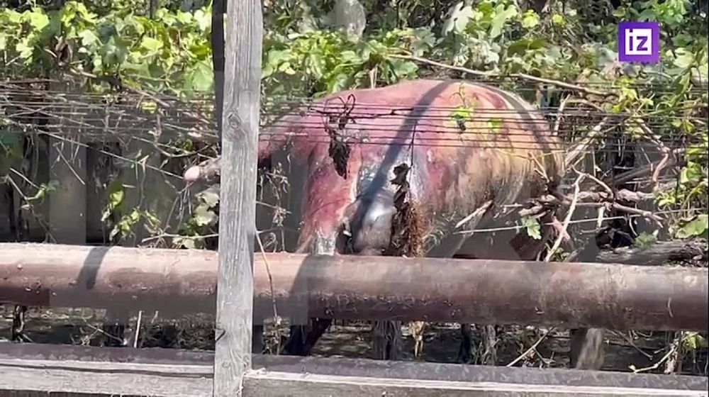 ������ ������������, ���������� � ������������� ������ ������������ ����� ����� ������, ����� ���������� ��-�� ������� ��������� ���. ��������� ������, ������������ ����������� ��������������� ���������, ����� ����������� �����