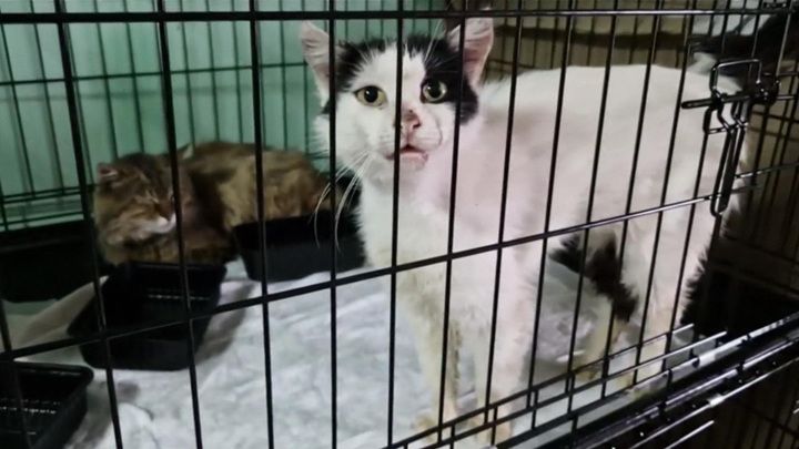 ����������� � ������ ����: ��� ��������� ������� �������� � ���� ����������