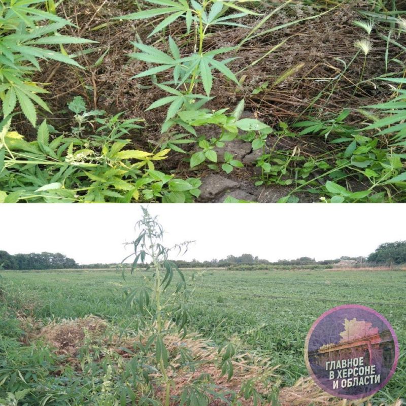 ����� 80 ������ ������� ������ � ������ ������������ ������