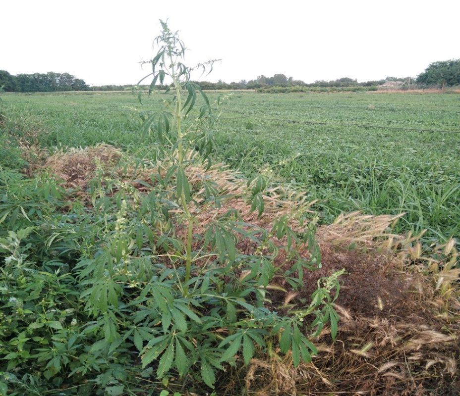 ����� 80 ������ ������� ����� ����������� � ������ ������������ ������ ���������� �������